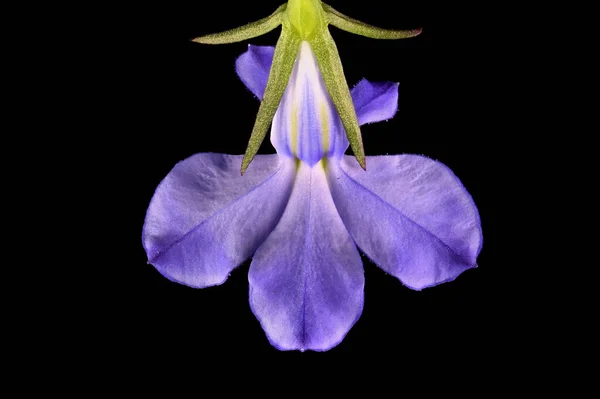 Jardim Lobelia Lobelia Erinus Fecho Flor — Fotografia de Stock