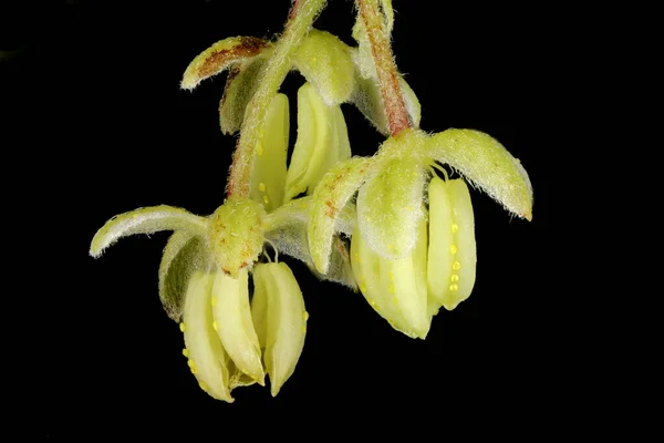 Hop Humulus Lupulus Male Flowers Closeup — Stock Photo, Image