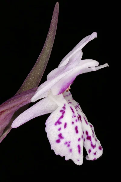 Orquídea Manchada Comum Dactylorhiza Fuchsii Fecho Flor — Fotografia de Stock