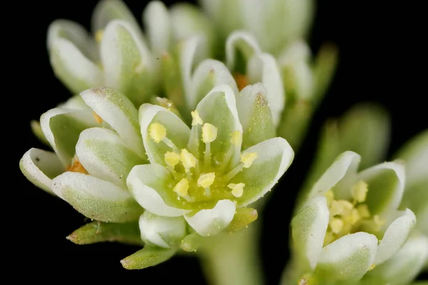 Ebedi Knawel (Scleranthus perennis). Çiçekler yakın plan