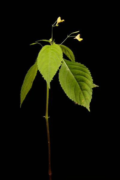 Pequeno Bálsamo Impatiens Parviflora Hábitos — Fotografia de Stock
