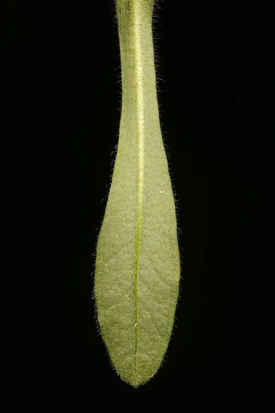 Wood Forget Myosotis Sylvatica Closeup Folha — Fotografia de Stock