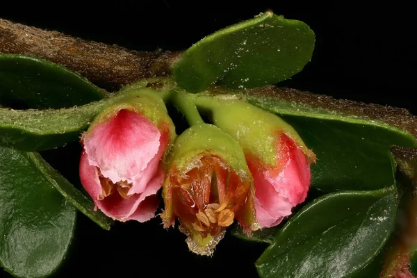 Wall Cotoneaster Cotoneaster Horizontalis Blommor Närbild — Stockfoto