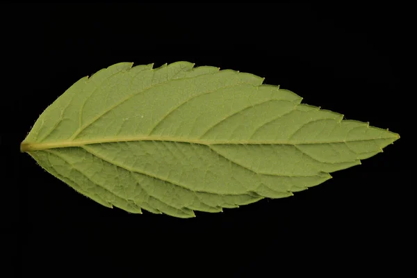 Japonská Spiraea Spiraea Japonica Detailní Záběr Listu — Stock fotografie