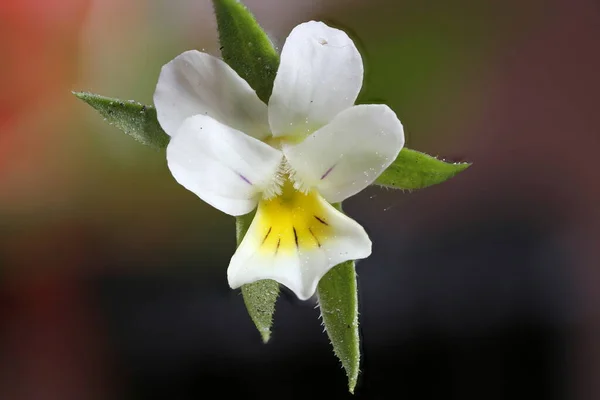 Campo Pansy Viola Arvensis Primo Piano Fiore — Foto Stock