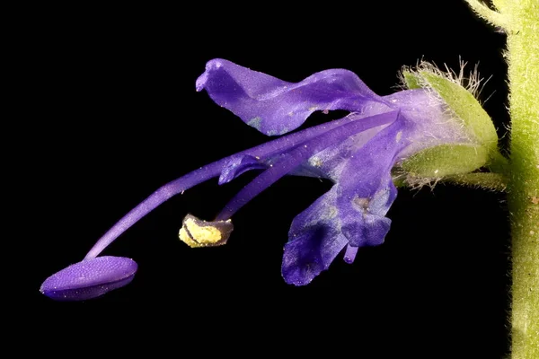 Spiked Speedwell Veronica Spicata Flower Closeup — Stock Photo, Image