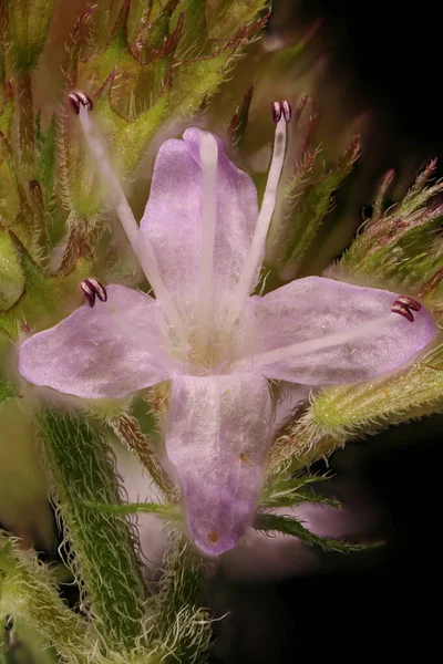 Naneli Mentha Aquatica Çiçek Kapanışı — Stok fotoğraf