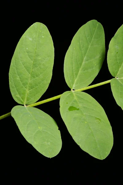 Volně Rostoucí Lékořice Astragalus Glycyphyllos Detailní Záběr Listu — Stock fotografie