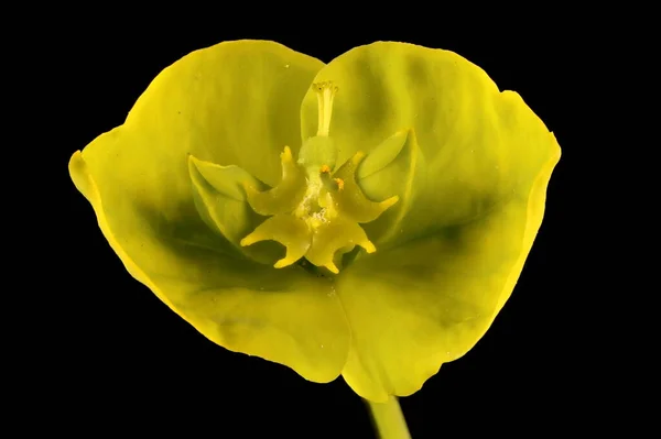 Leafy Spurge Euphorbia Virgata Cyathia Primer Plano — Foto de Stock