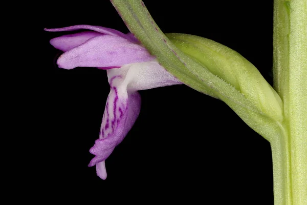 Orchidej Skvrnitá Dactylorhiza Baltica Květinový Detailní — Stock fotografie