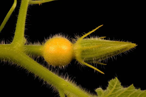 Citrouille Cucurbita Maxima Jeune Femelle Fleur Gros Plan — Photo