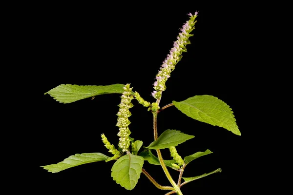 Vietnam merhemi (Elsholtzia ciliata). Alışkanlık