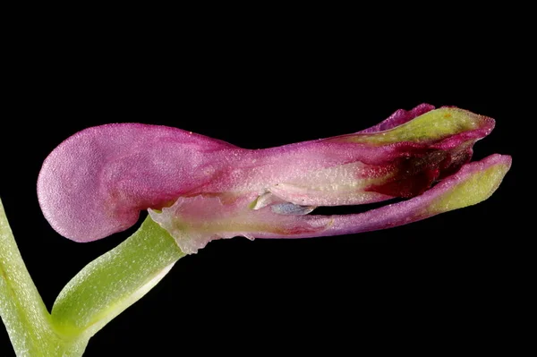 Fumitory Zwyczajne Fumaria Officinalis Kwiat Zbliżenie — Zdjęcie stockowe