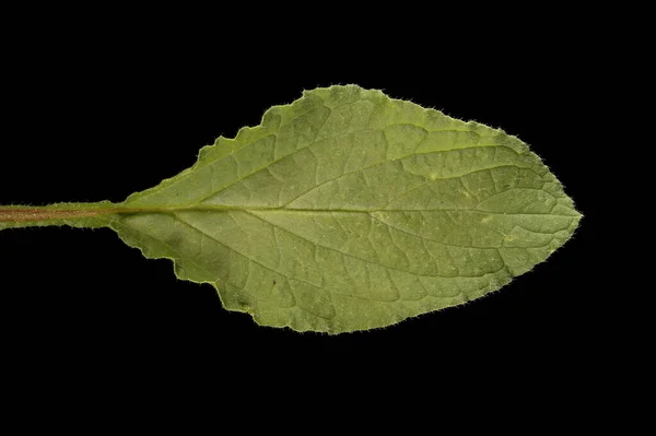 Bourrache Borago Officinalis Feuille Gros Plan — Photo