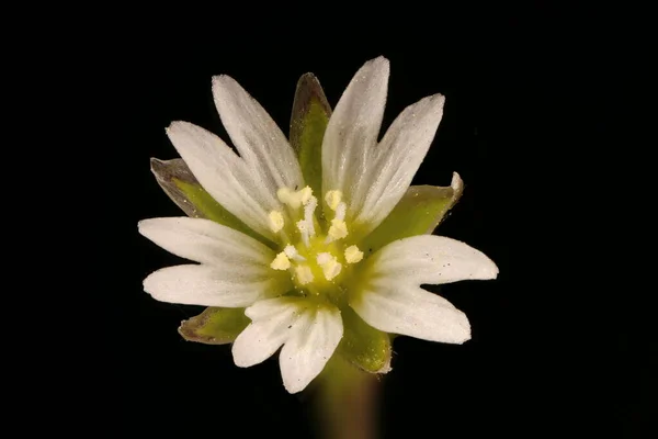 Közönséges Egérfül Cerastium Fontanum Virágos Közelkép — Stock Fotó