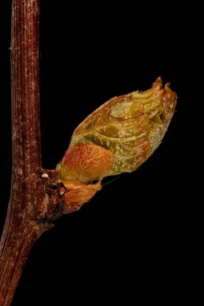 Riverbank Grape Vitis Riparia Закриття Листя — стокове фото