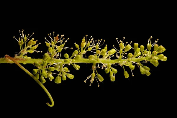 Üzüm Vine (Vitis vinifera). Enfeksiyon. Yakın çekim.