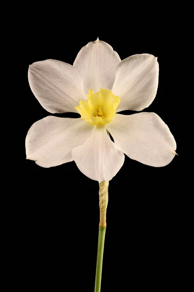 プリムローズ ピアレス Narcissus Medioluteus 花の閉まり — ストック写真