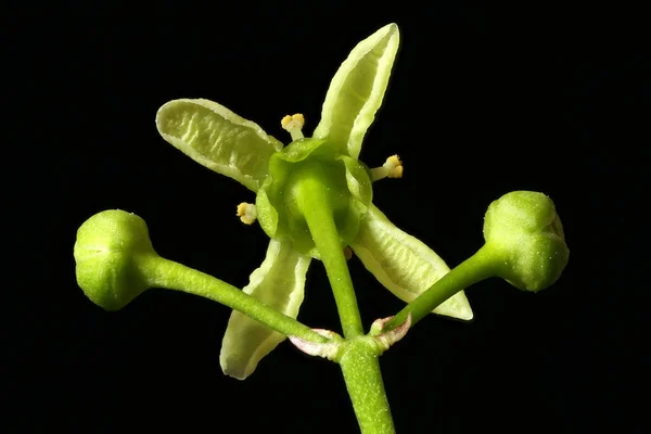 Spindle Euonymus Europaeus Flower Closeup — Stock Photo, Image