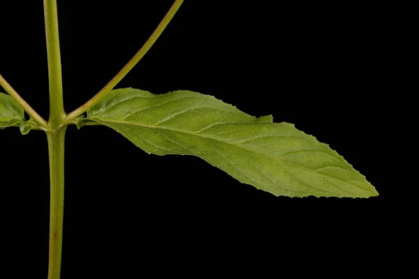 Marsh Willowherb Epilobium Palustre Fechamento Seção Folhas Caules — Fotografia de Stock