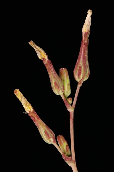 Dikenli Marul (Lactuca serriola). Inflorescence Detay Kapatma