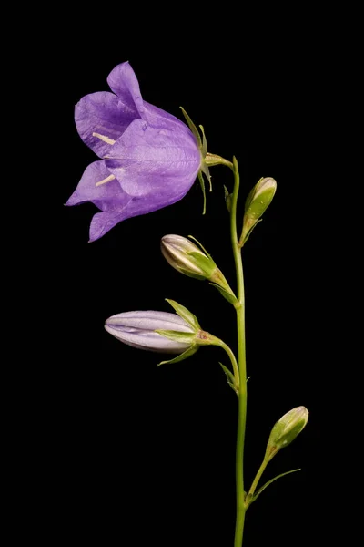 Peach Leaved Bellflower Campanula Persicifolia Inflorescence Closeup — Stock Photo, Image