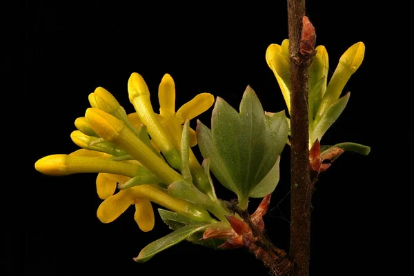 Jostaberry Ribes Nidigrolaria Blomstã Llning Närbild — Stockfoto