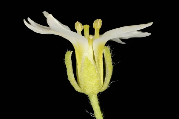 Hoary Alison Berteroa Incana Flower Closeup — Stock Photo, Image