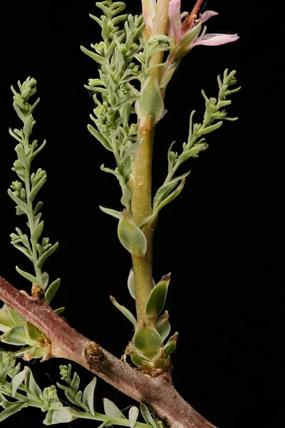 Myricaria Germanica Alemão Pedtio Closeup — Fotografia de Stock