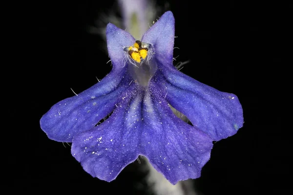Bugle Ajuga Reptans Flower Closeup — Stock Photo, Image