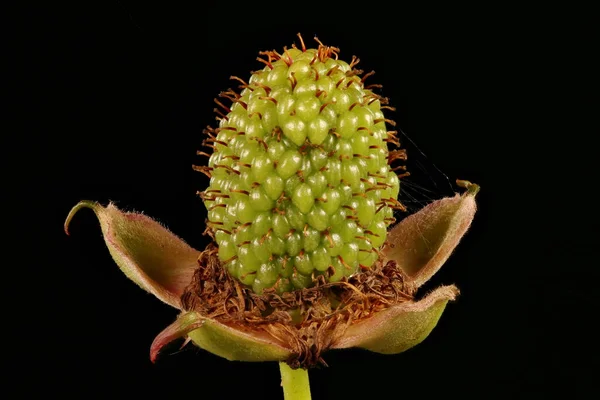 Φράουλα Βατόμουρο Rubus Illecebrosus Κοντινό Πλάνο Νεαρών Φρούτων — Φωτογραφία Αρχείου