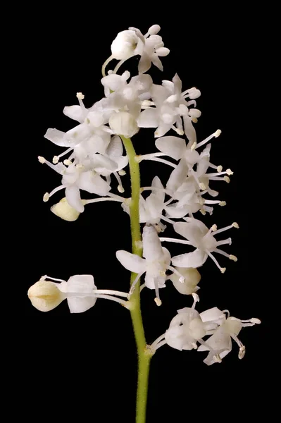 Niech Lily Maianthemum Bifolium Kwiatostan Zbliżenie — Zdjęcie stockowe