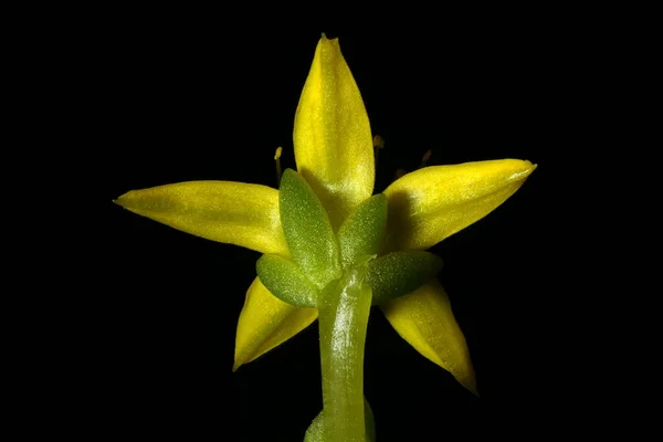 Biting Stonecrop Sedum Acre Flower Closeup — Stock Photo, Image