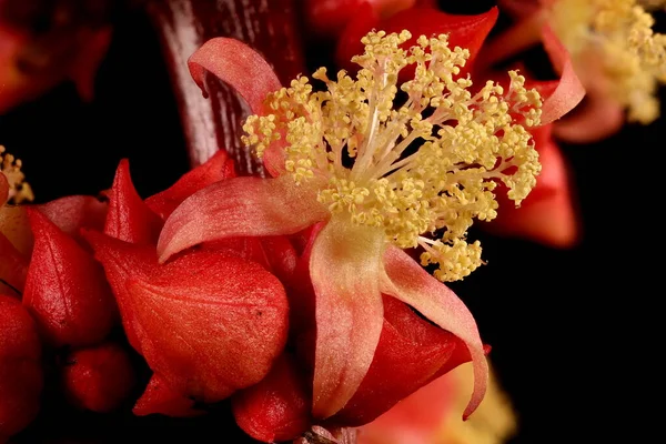 Castor-Oil Santrali (Ricinus Communis). Erkek Çiçek Kapanışı