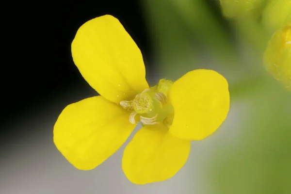 Treacle Mustard Erysimum Cheiranthoides Primo Piano Fiore — Foto Stock
