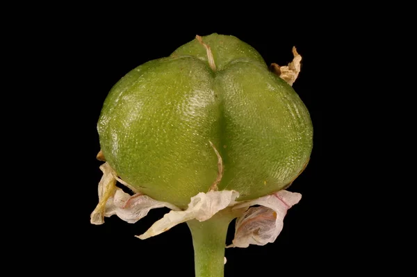 Chines Chives Allium Rahabum Незрелый Фруктовый Крупный План — стоковое фото