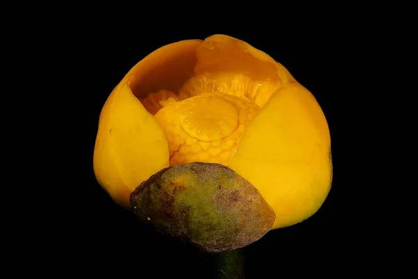 Sarı Zambağı Nuphar Lutea Çiçek Kapanışı — Stok fotoğraf