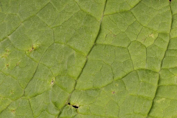 Foxglove Digitalis Purpurea Leaf Detail Closeup — Stock Photo, Image