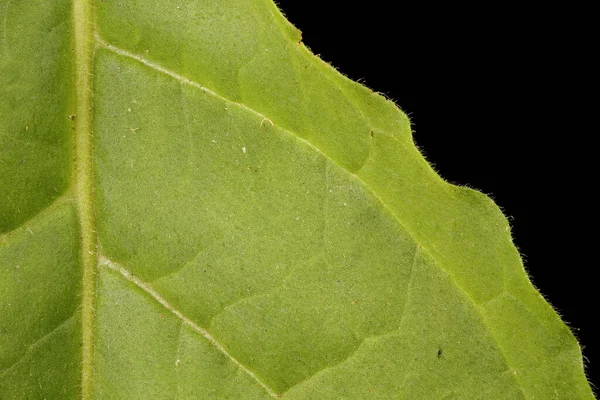 Tabaco Dulce Nicotiana Alata Detalle Hoja Primer Plano — Foto de Stock