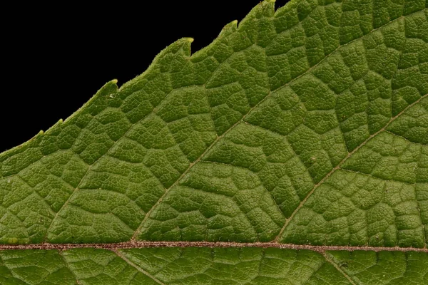 Purple Joe Pye Weed Eutrochium Purpureum Leaf Detail Closeup — Stock Photo, Image