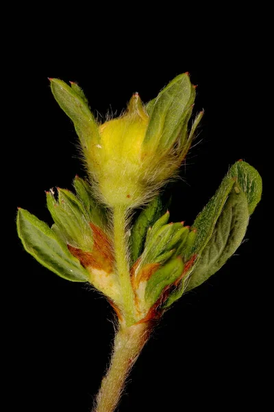 Cinquefoil Davurian Dasiphora Glabrata Kwiat Bud Zbliżenie — Zdjęcie stockowe