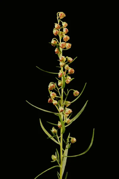 Tarhun Artemisia Dracunculus Inflorescence Detay Kapatma — Stok fotoğraf