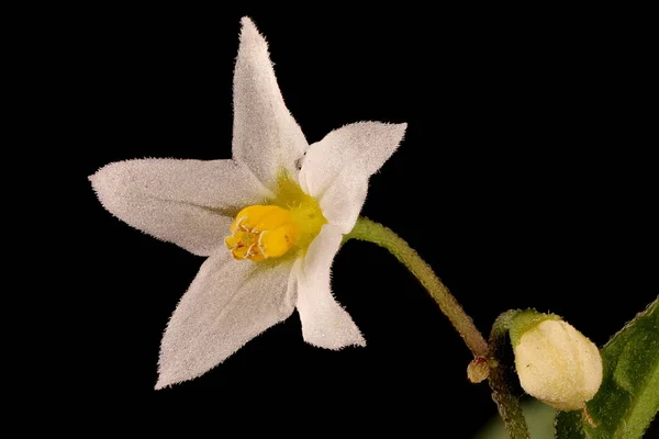 Nightshade Nero Solanum Nigrum Primo Piano Fiore — Foto Stock