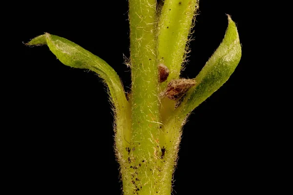 Каменный Мозг Rubus Saxatilis Базы Стеблей Листьев Крупным Планом — стоковое фото