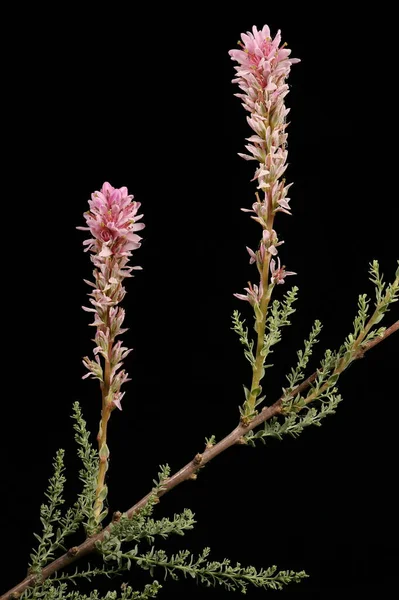 German Myricaria Myricaria Germanica Inflorescencia Primer Plano — Foto de Stock