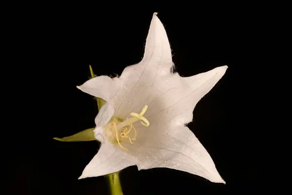 Dzwoneczek Olbrzymi Campanula Latifolia Kwiat Zbliżenie — Zdjęcie stockowe