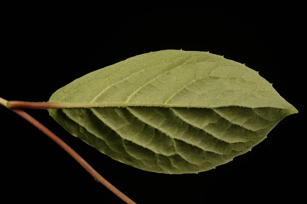 Magnolia Vine Schisandra Chinensis Detailní Záběr Listu — Stock fotografie