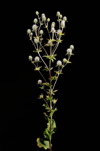 Blue Eryngo Eryngium Planum Hábito —  Fotos de Stock