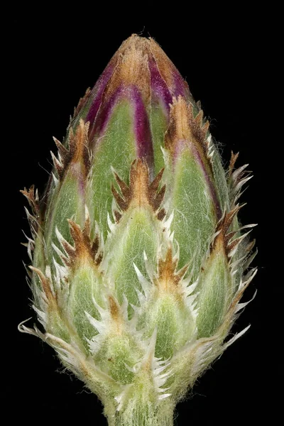 Cornflower Centaurea Cyanus Joven Capitulum Primer Plano —  Fotos de Stock