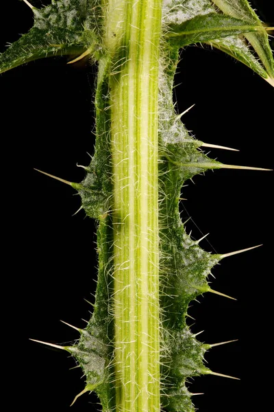 Spear Thistle Cirsium Vulgare Зачиніть Двері — стокове фото